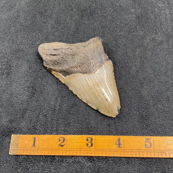 Fossilised Megalodon tooth, a prehistoric shark fossil for collectors.