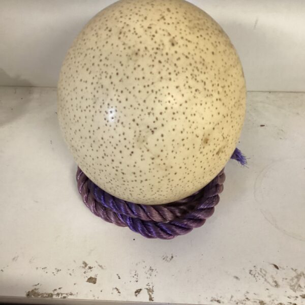 Speckled ostrich egg, a large and unique natural collectible.