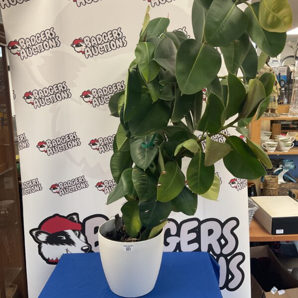Healthy rubber plant (Ficus elastica) with glossy green leaves.