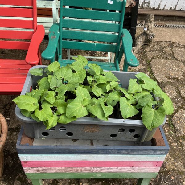 Tray of healthy runner bean plants for garden or allotment.