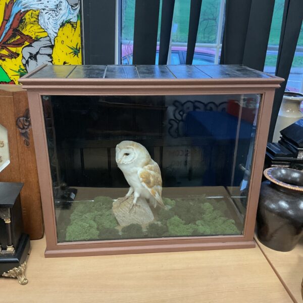 Antique taxidermy barn owl in a glass display case.