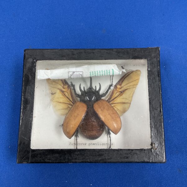 Vintage taxidermy beetle display in a glass case, a unique collector's item.
