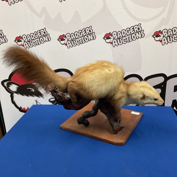Taxidermy pine marten mounted on root wood for display.