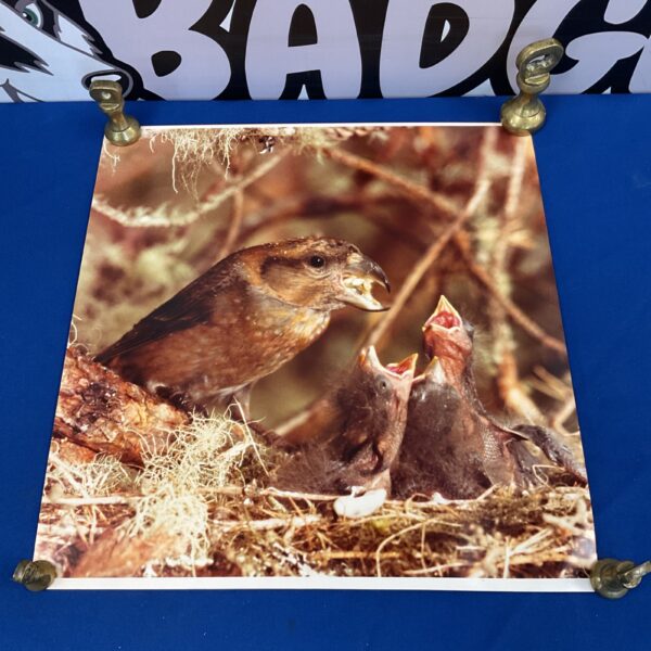 1998 photograph of a bird feeding its chicks, a beautiful wildlife print.