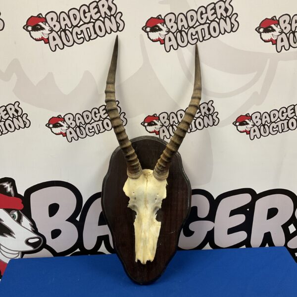 Front view of a mounted Blesbok skull with impressive horns.