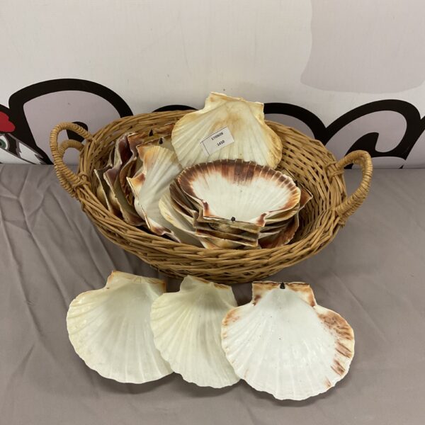 Assorted clam shells displayed in two wicker baskets for coastal decor.