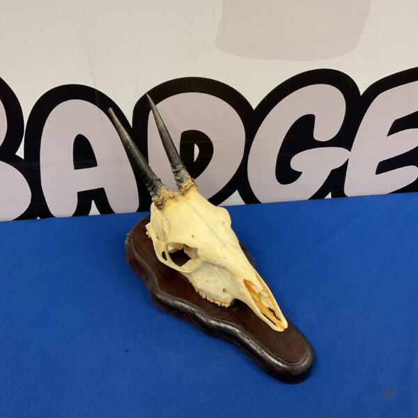 Mounted Diker skull and horns on a wooden base.