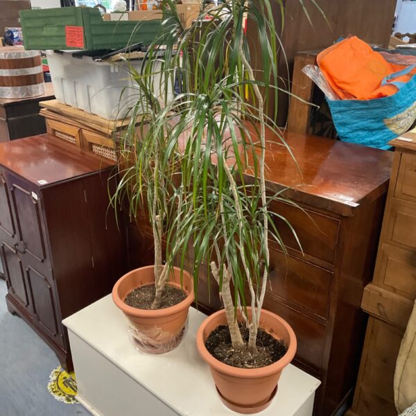 Pair of dragon plants in plastic pots for home decor.