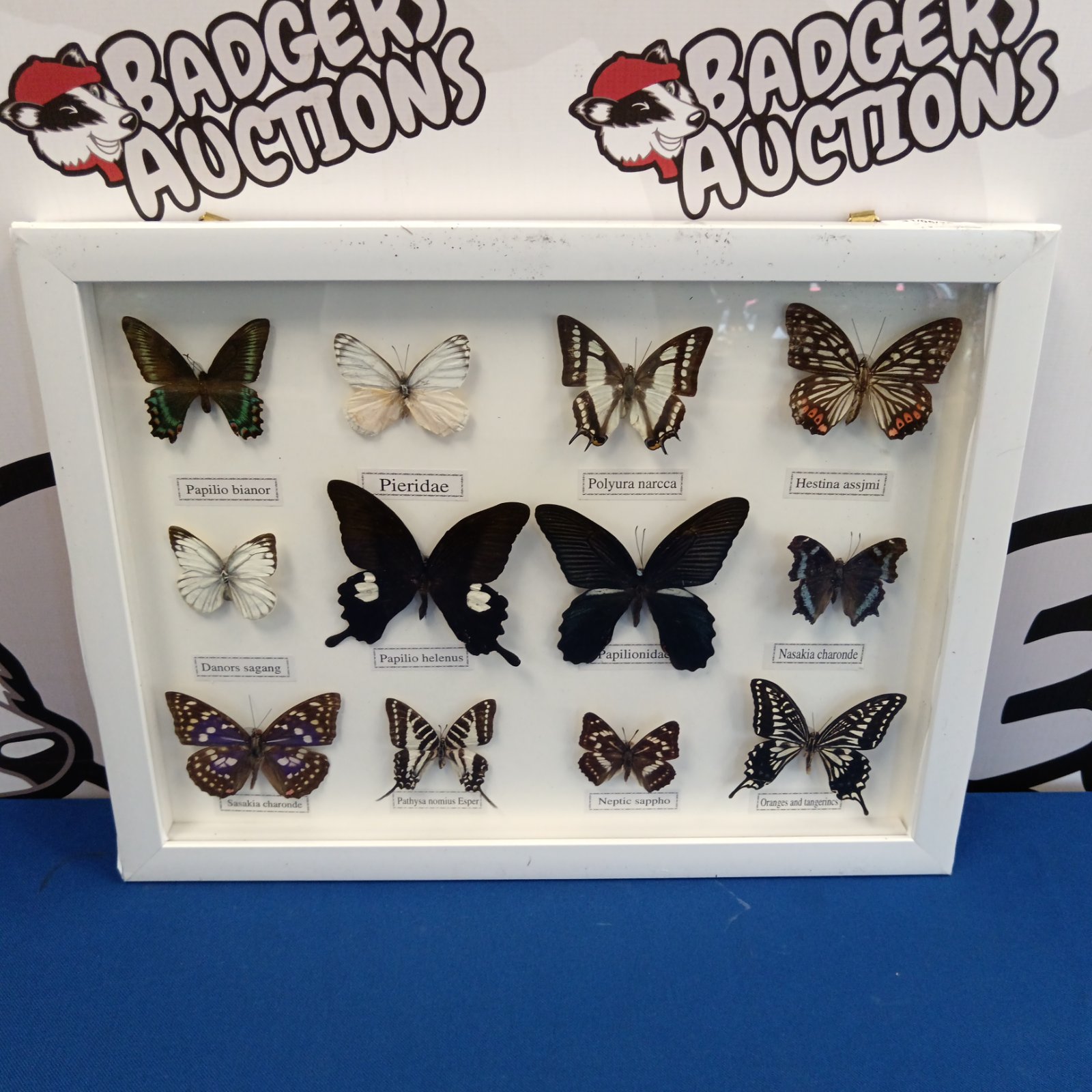 Framed display of taxidermy butterflies for wall decor.