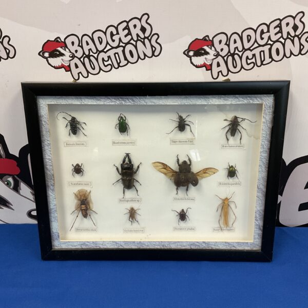 Vintage framed display of preserved beetles and insects.