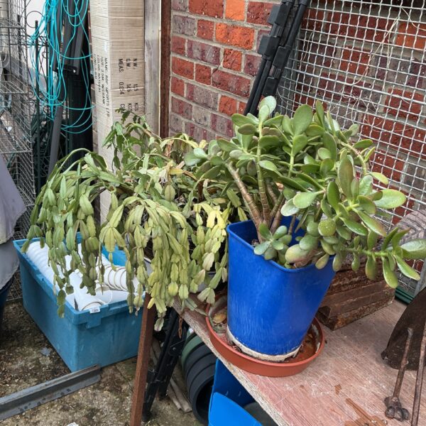 Two house plants in plastic pots, offering indoor greenery.