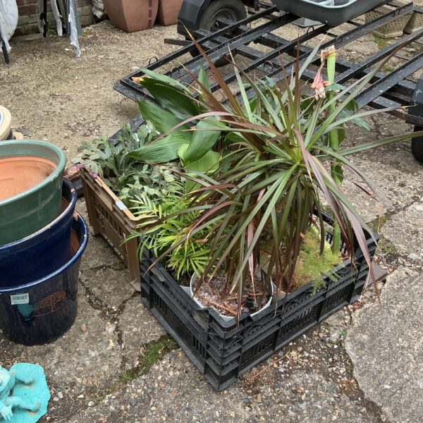 Assorted house plants displayed in two plastic trays.
