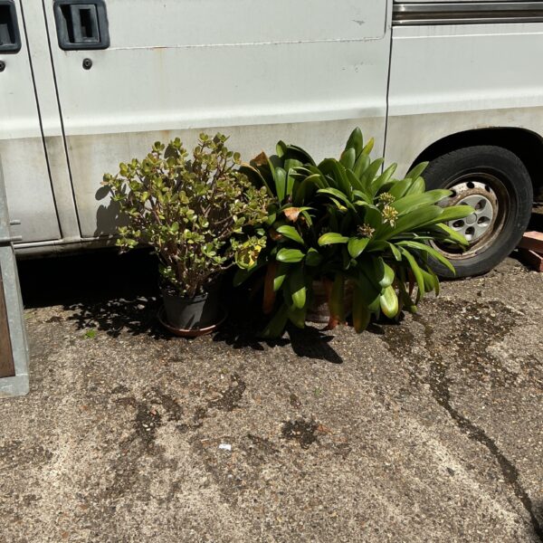 Two houseplants in pots, including a jade plant and dracaena.
