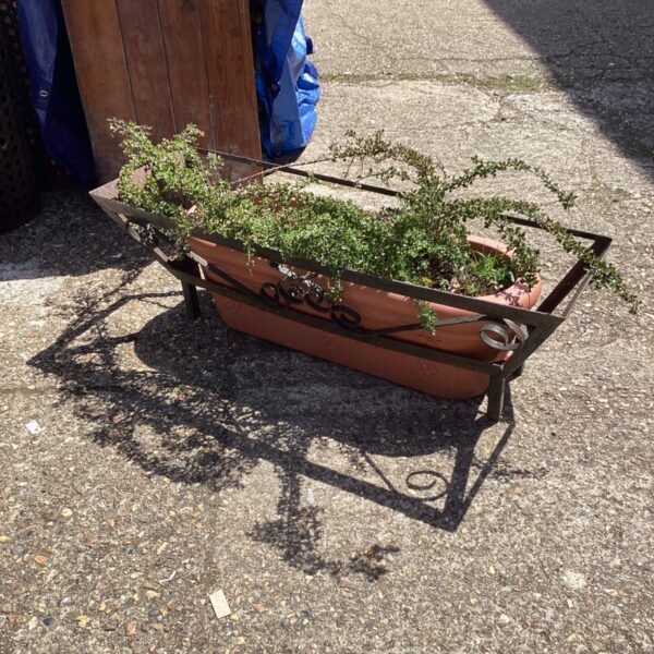 Metal planter frame, plastic trough & 2 cotoneaster shrubs