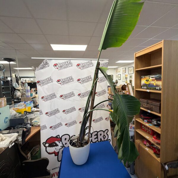 Large houseplant with vibrant green leaves in a white planter.