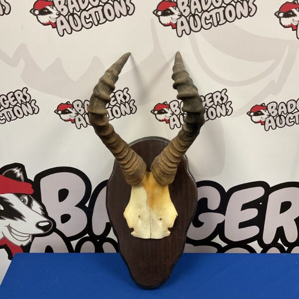 Front view of a mounted Red Hart-beast skull and horns.