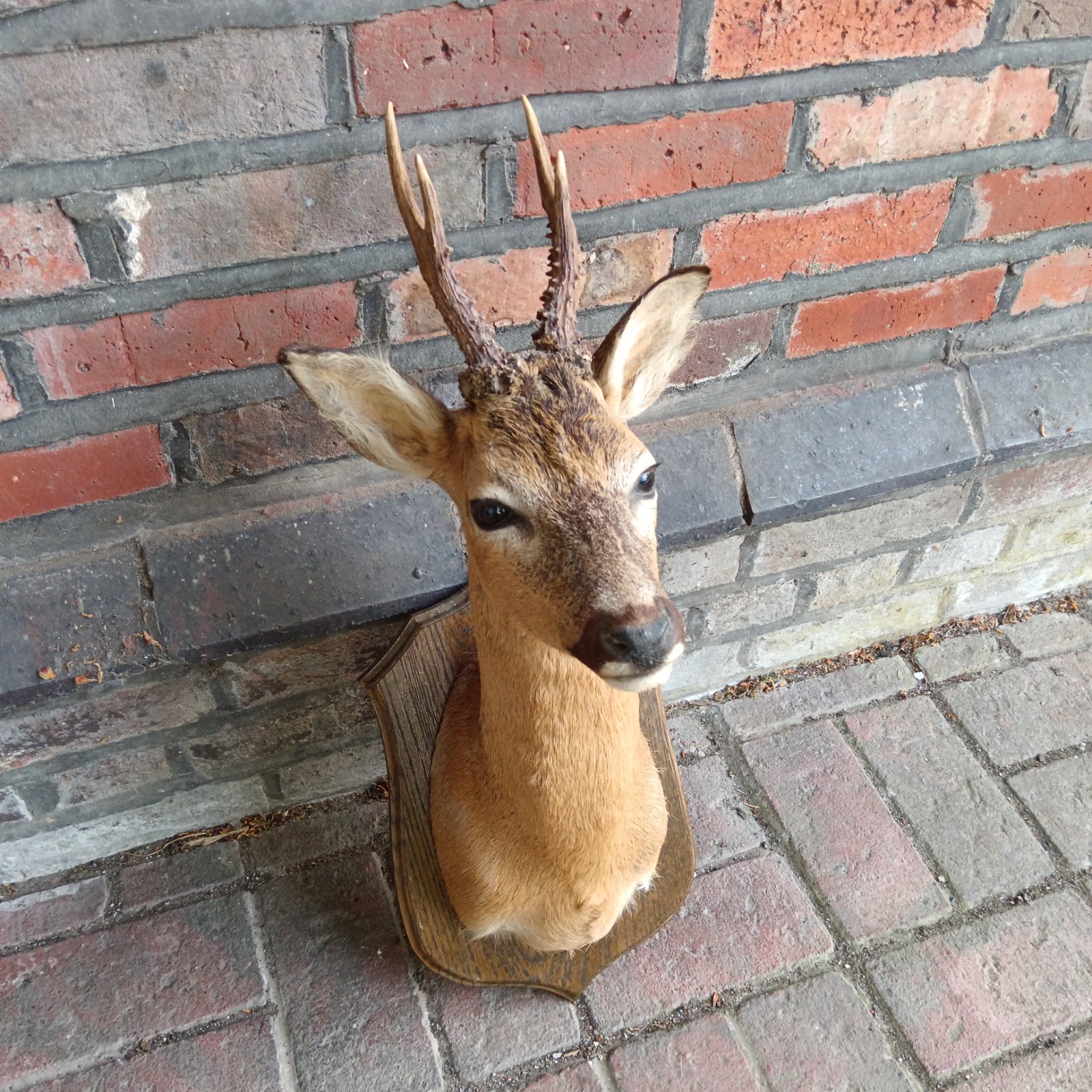 Vintage taxidermy roebuck bust mounted on a wooden plaque.