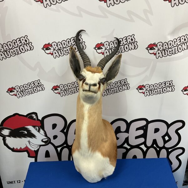 Front view of a taxidermy springbok bust on a blue display stand.