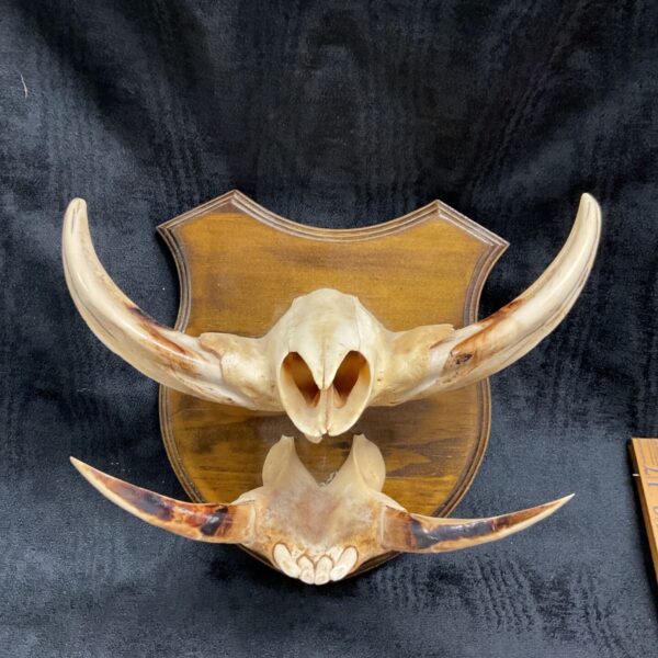 Mounted warthog tusks on a wooden shield, a striking African trophy.