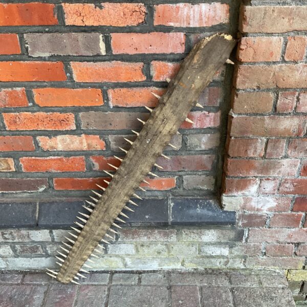 Antique sawfish bill with denticles, a unique taxidermy specimen.