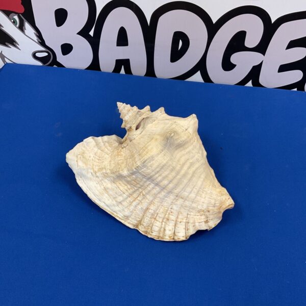 Large conch shell displayed against a blue backdrop.