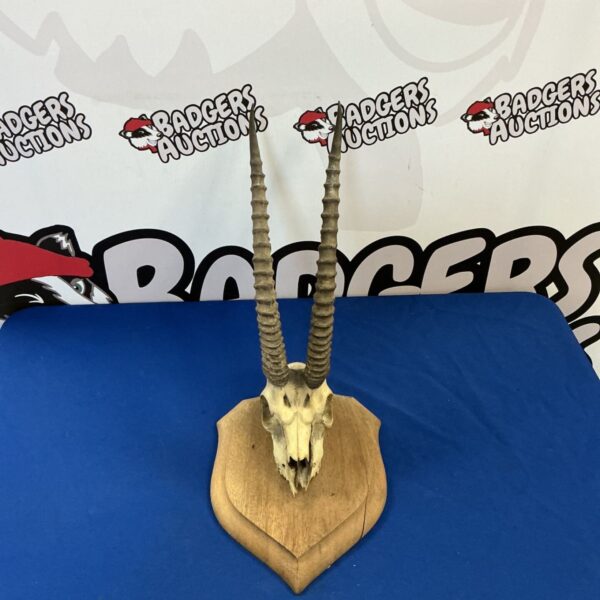 Front view of mounted gazelle skull trophy on wooden base.