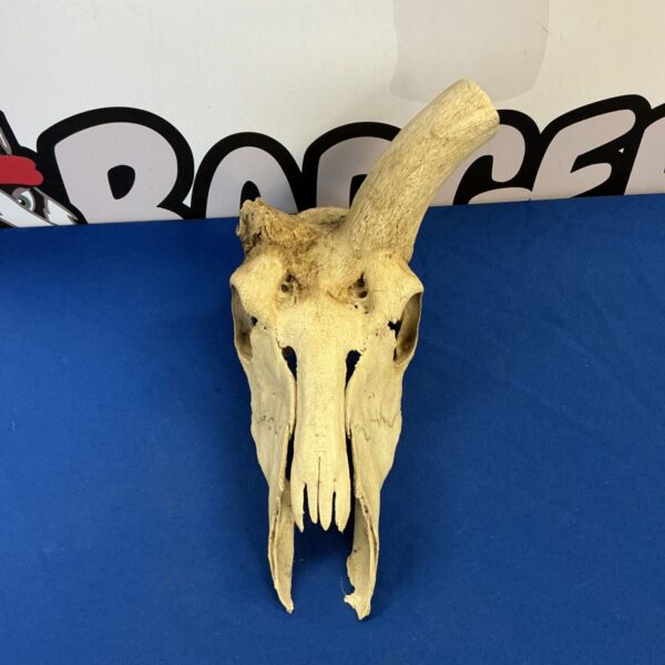 Natural goat skull taxidermy with one horn on blue background.