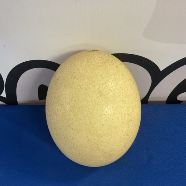Large blown ostrich egg, a unique natural decorative item.
