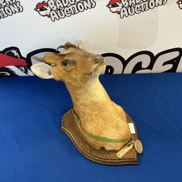 Taxidermy Muntjac deer head mounted on a shield.