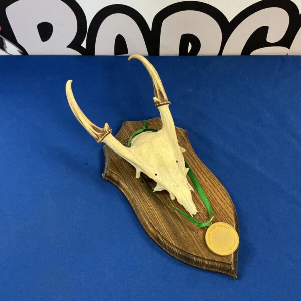 Vintage taxidermy muntjac deer horns mounted on a wooden shield.