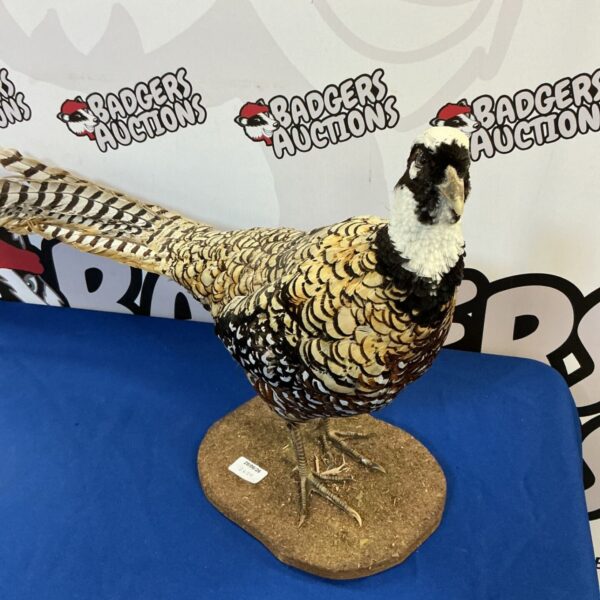 Side view of a vibrant taxidermy Reeves pheasant on a base.