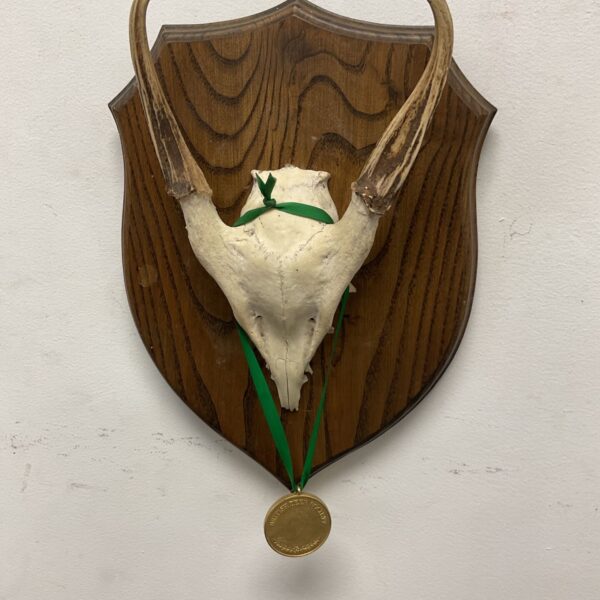 Roe deer skull taxidermy mounted on a wooden plaque with award medal.