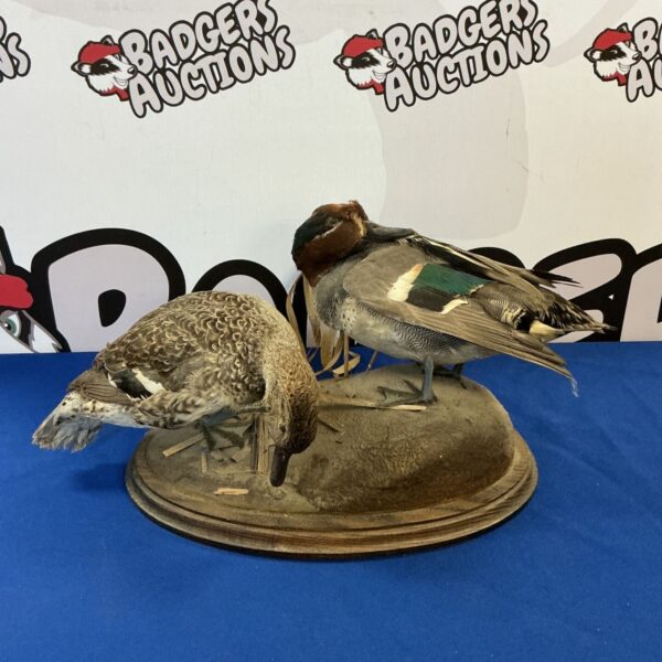 Vintage taxidermy duck pair on a wooden base.