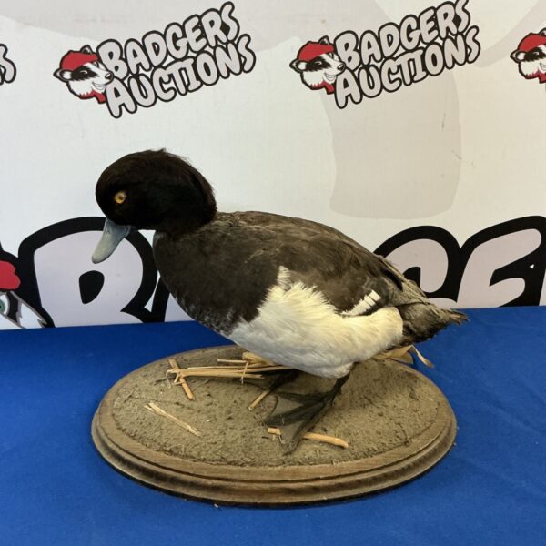 Side view of a mounted taxidermy Tufted Duck on a base.