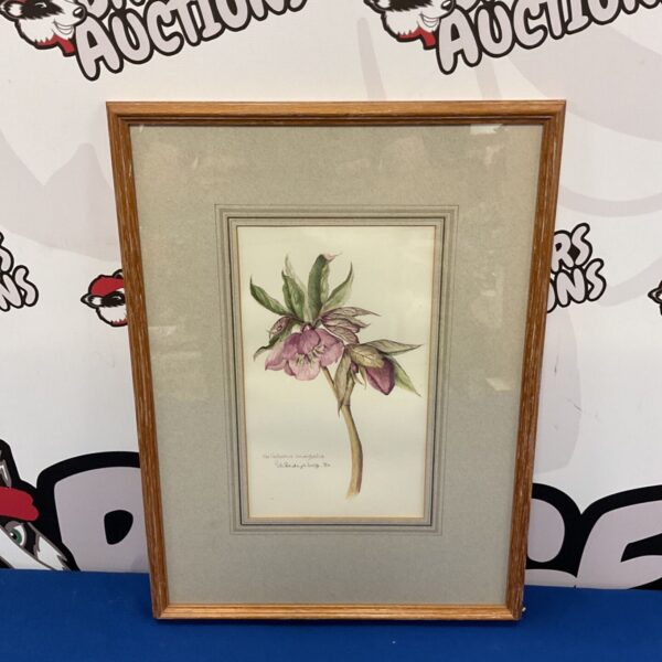 Signed Gladys Stone watercolour painting of a helleborus orientalis flower.