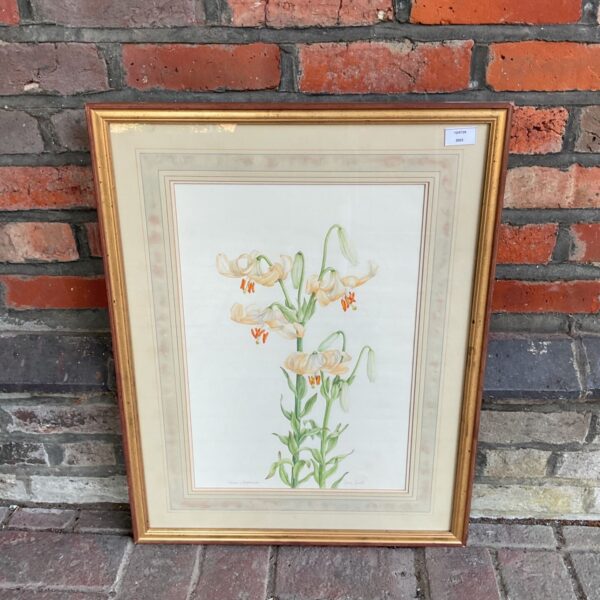 Jenny Jowett watercolour painting of Lilium x testacium lilies.