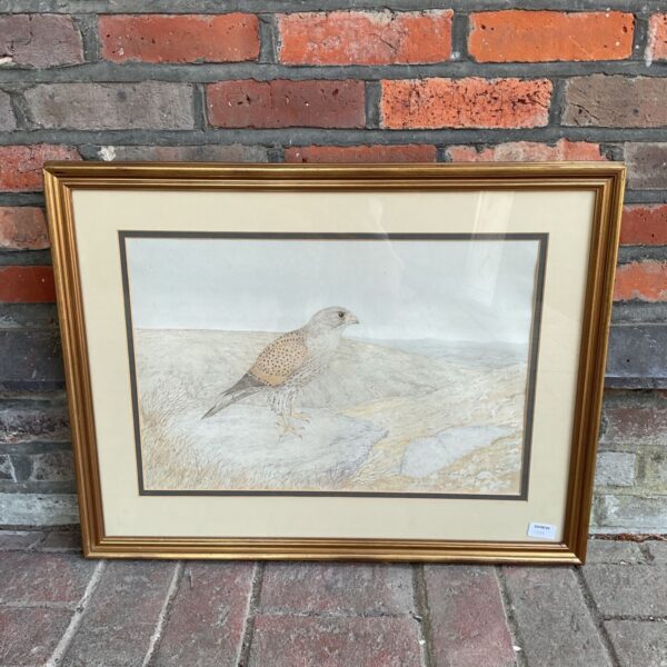 Original watercolour painting of a kestrel by Martin Brooks.