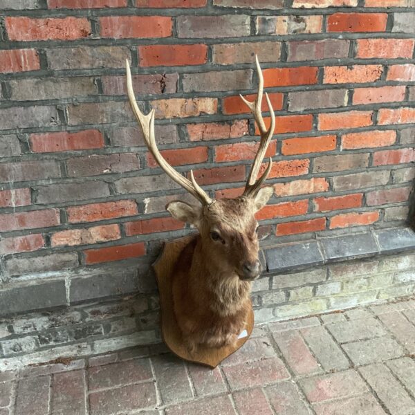 Vintage taxidermy sika deer head mounted on a wooden shield.