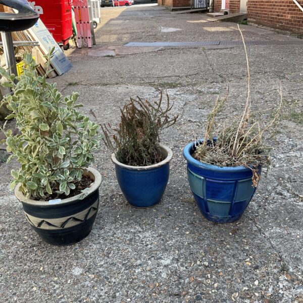 Three blue glazed terracotta plant pots with foliage.