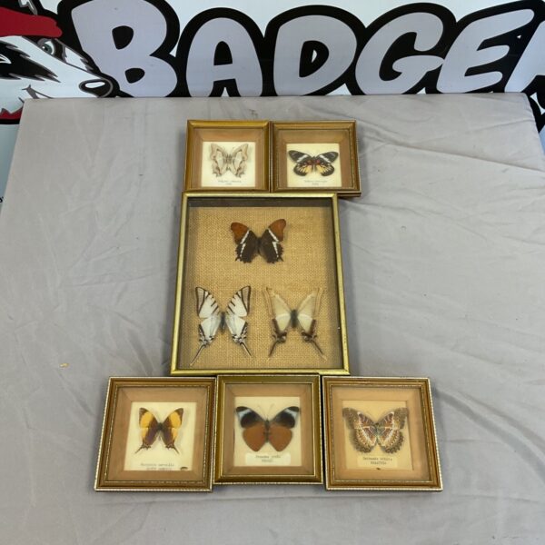 Vintage framed butterfly collection, a beautiful insect display for collectors.