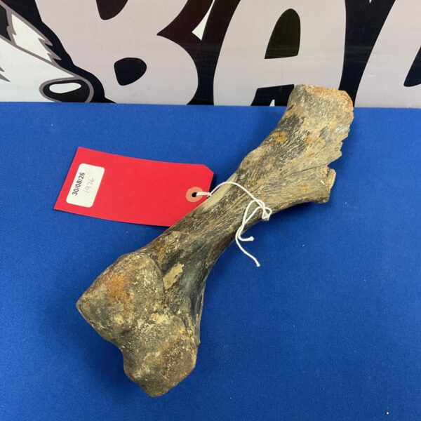 Ice Age fossil bone fragment, prehistoric auroch or mammoth bone.