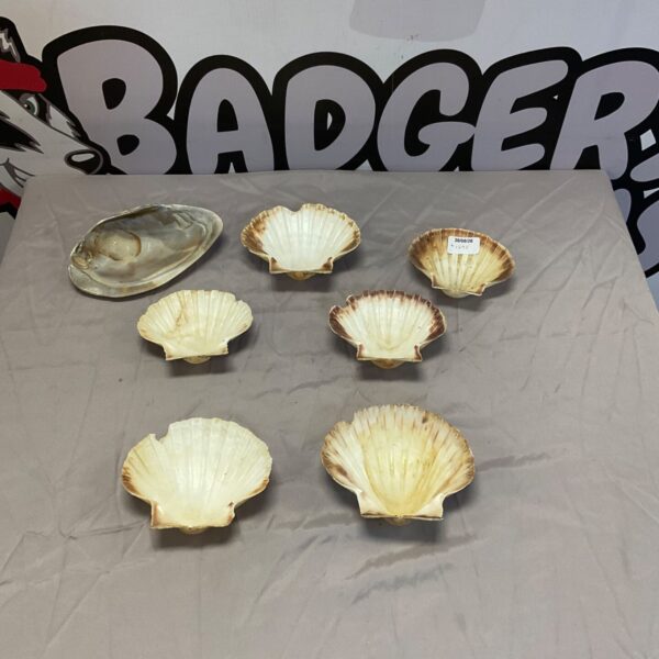 Natural scallop shells displayed against a patterned background.