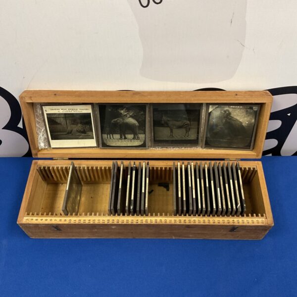Antique magic lantern slides depicting African animals in wooden box.