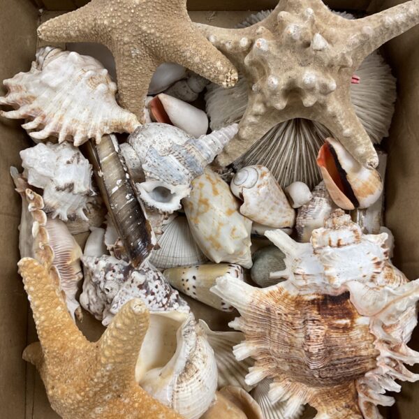 Tray of assorted sea shells for coastal home decor.