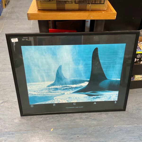 Framed Bob Talbot orca print depicting a killer whale.