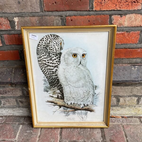 Vintage Edward Lear snowy owl print in a gilt frame.