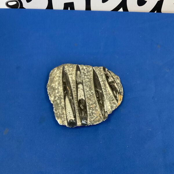 Detailed fossilised ammonite shell, a prehistoric geological specimen.