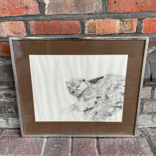 Original pencil drawing of a stout otter, signed by the artist.