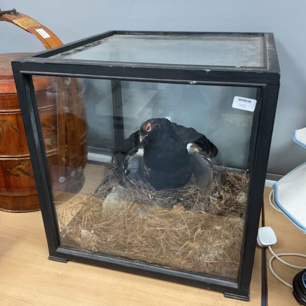 Vintage taxidermy black grouse displayed in a glass case.