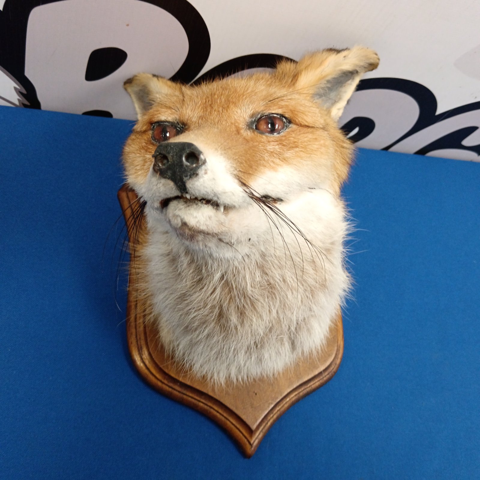Vintage taxidermy fox head mounted on a wooden shield, detailed fur.